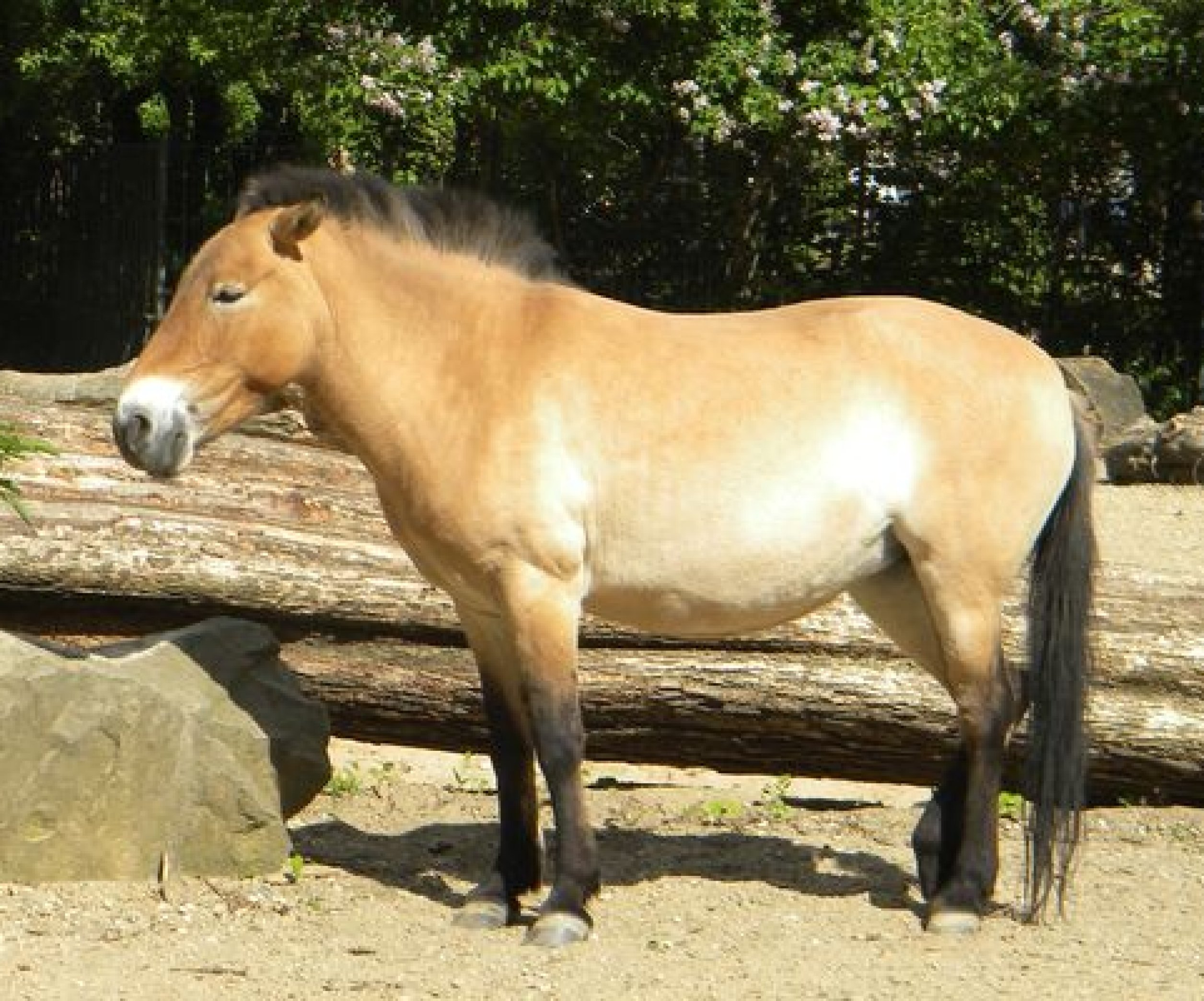 В дикую природу будет возвращена лошадь Пржевальского - Телеграф